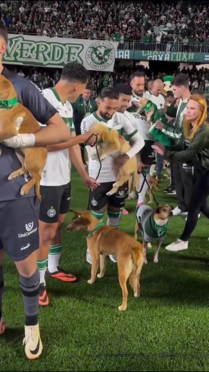 小狗球童！巴乙科里蒂巴球員牽著(zhù)受救助的小狗入場(chǎng)，鼓勵人們領(lǐng)養