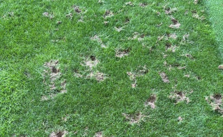 外媒：瑞士日內瓦體育場(chǎng)爆發(fā)嚴重鼠患問(wèn)題，或影響世界杯預選賽